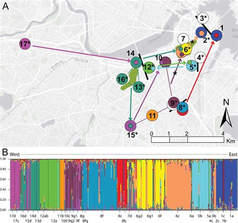 Urban rats spread deadly bacteria as they migrate, study finds