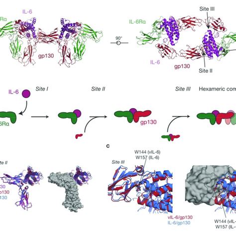 | The structure of IL-11. (A) Two views of the structure of IL-11 [PDB ...