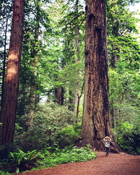 Lady Bird Johnson Grove Trail Redwood National Park — Flying Dawn