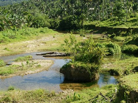 Jungle River Jungle Nature Wallpaper
