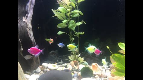 Избавляемся от мутной воды в аквариуме - YouTube