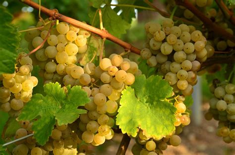 Виноград Шардоне - Wine-cork . Виноградный сорт