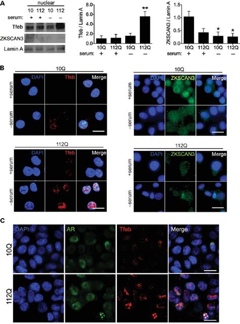 Figure 2 From Transcriptional Activation Of TFEB ZKSCAN3 Target Genes