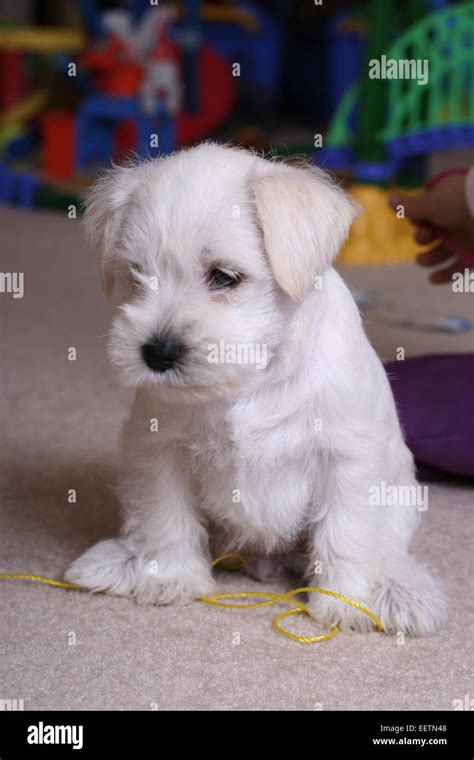 Miniature White Female Schnauzer Stock Photo Alamy