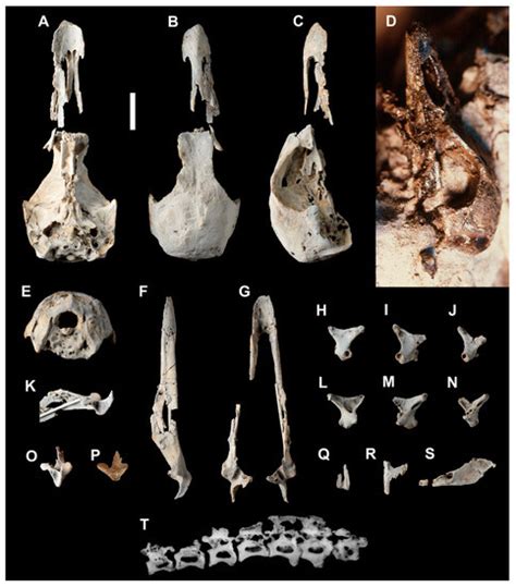 A Dinosaur A Day Basal Anseriformes From The Early Paleogene Of