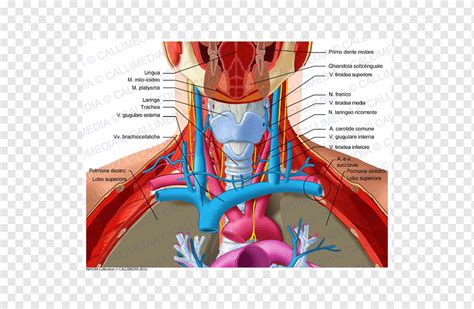 Veia Jugular Onde Fica - Veia Jugular Interna E Externa - FDPLEARN