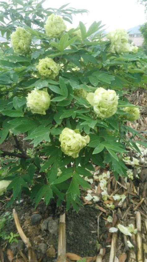 Пион древовидный весенняя ива описание - фото