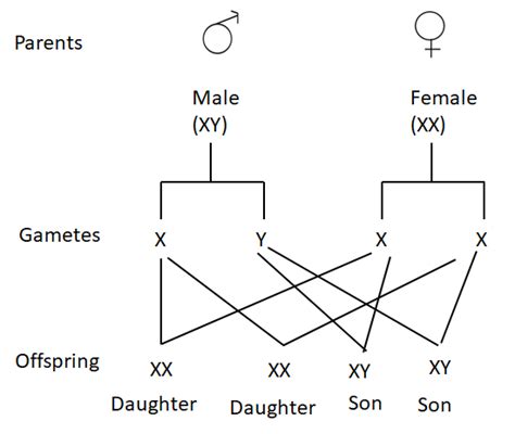 Explain How Sex Is Determined In Unborn Babies