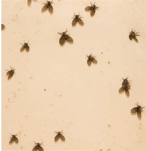 Solving The Mystery Of Small Gnats In Your Bathroom | ShunShelter