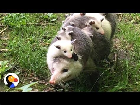 Possum Carrying Babies The Cutest Thing You Ll See All Day By The