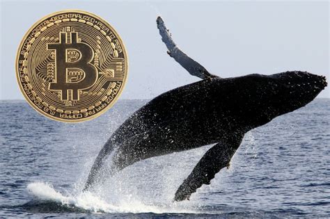 Sólo 700 le costó a una ballena de Bitcoin mover más de 1 000