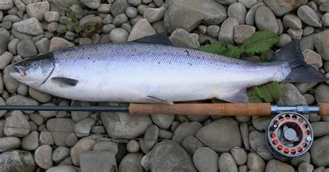 Fly Fishing From Madrid Ffm Salmones Atlánticos En Asturias De