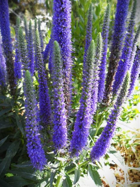 Veronica spicata "Ulster Blue Dwarf" - Vrtlarija Kalići - OPG Davor Cetina