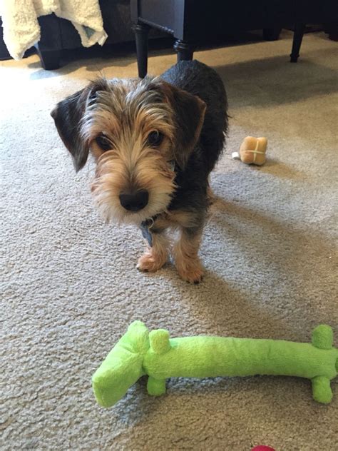 A Beagle And Yorkie Mixcalled A Borkie Designer Dog Breed Yorkie