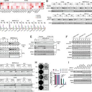 Tumor Cellautonomous And Nonautonomous Effects Of SHP2 Inhibition And