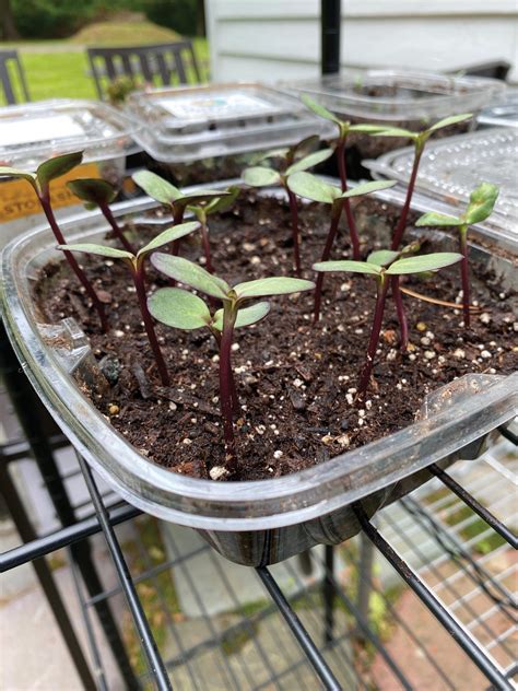 Tips for Starting Annual Seeds Indoors Successfully - Fine Gardening
