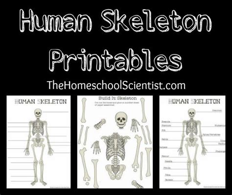 50 Skeletal System Activities With Printable Artofit