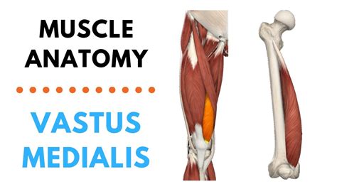 Anatomie Masculine Montrant Le Muscle Vastus Medialis