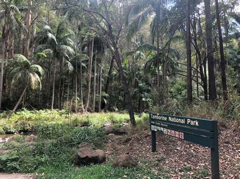 Mount Tamborine Walks With Kids Navigating Adventure