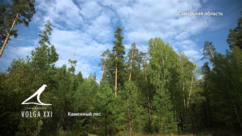 Каменный лес - YouTube