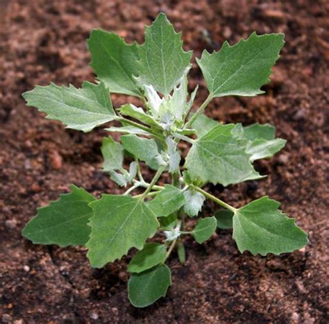 Лебеда раскидистая - AgroFlora.ru