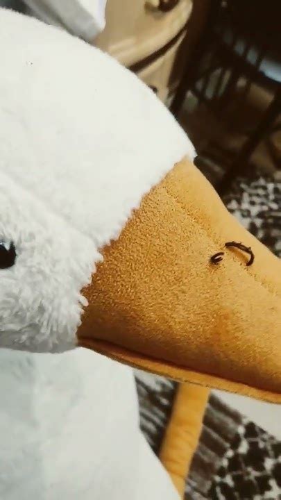 описание съел гусь пердусь - YouTube