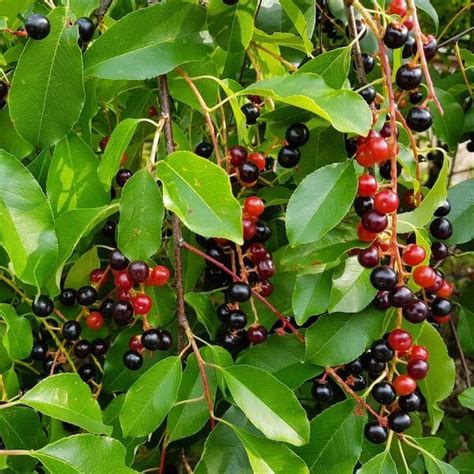 Transforming Swampland Into Profitable Black Cherry Tree Plantations