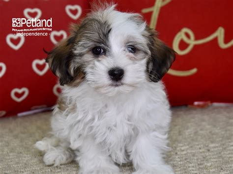 Red Sable Havanese
