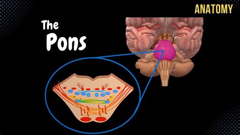 Pons Diagram
