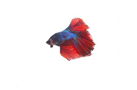 Premium Photo Colorful Thai Betta Fish Siamese Fighting Fish Rosetail