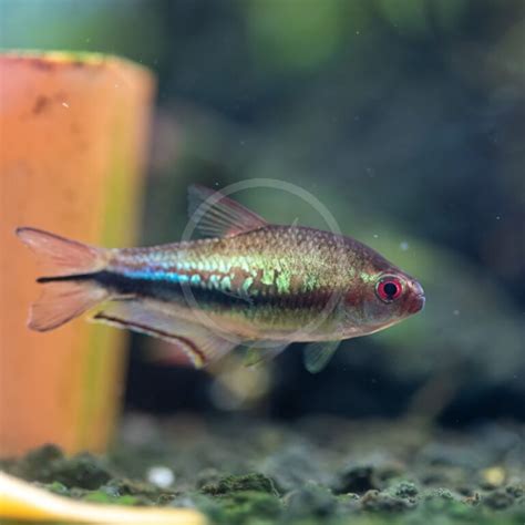 TETRA EMPEROR RAINBOW Nematobrycon Lacortei Aquatics Unlimited