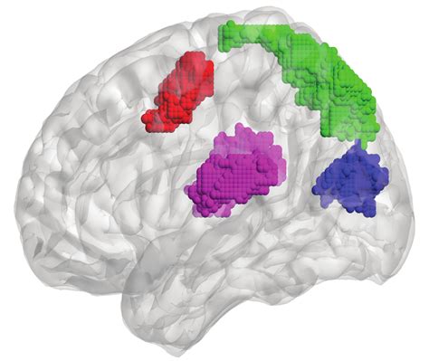 spatial location   modules  anterior cingulate ac red