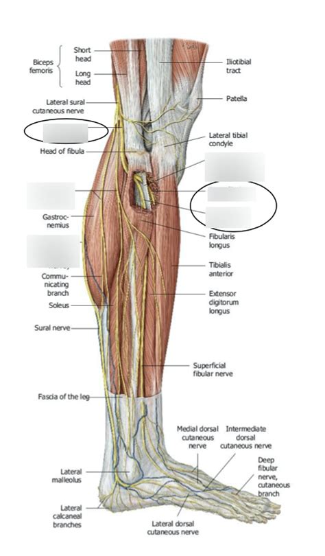 peroneal nerves diagram quizlet