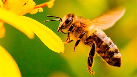 Por Qu Ser A Una Cat Strofe Que Desaparecieran Las Abejas Y Qu