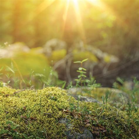 natures antibiotics  natural antivirals   journal