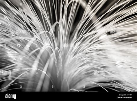 Fibre Optic Lamp Stock Photo Alamy