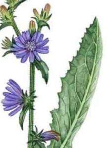 Цикорий повышает или понижает артериальное давление?