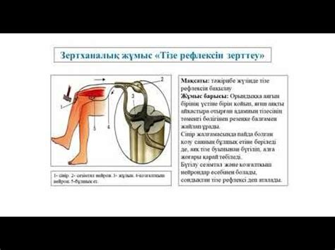 РЕФЛЕКС ЖӘНЕ РЕФЛЕКСТІК ДОҒА #рефлекс - YouTube
