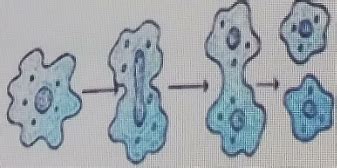 Biology Of Sex Test Flashcards Quizlet