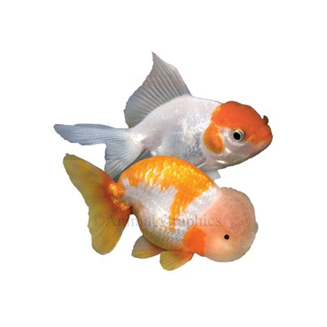 Fancy Goldfish