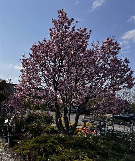 Alexandrina Saucer Magnolia Large Showy Flowers