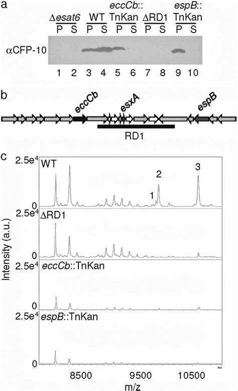 Direct detection of ESX-1 protein secretion. a, Western blot analysis ... 
