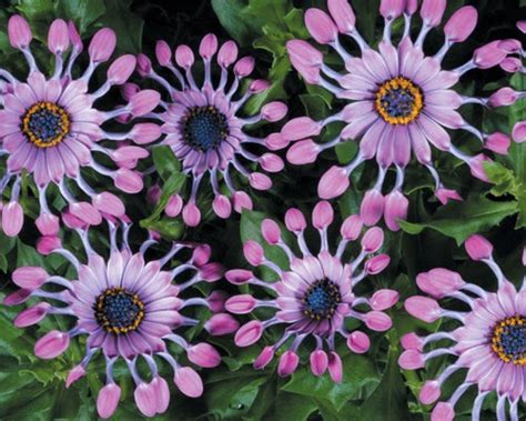 African Daisy Unseen Pictures 4 You