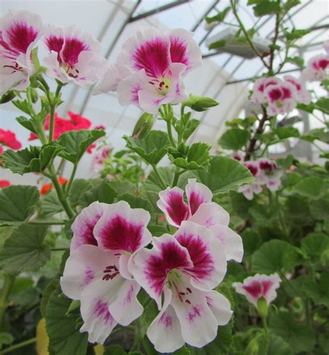 Пеларгонии Виолоцветные - Ангел Quantock Angelique - Компактный ...