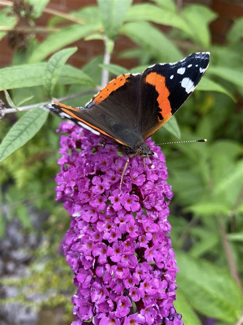 Butterfly Red Admiral Buddleia Free Photo On Pixabay Pixabay