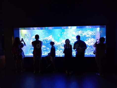 Sea Aquarium In Singapore Editorial Stock Photo Image Of Entertainment