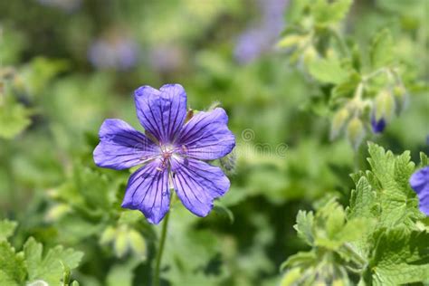 Purple Cranesbill Rosemoor Stock Photo Image Of Flower