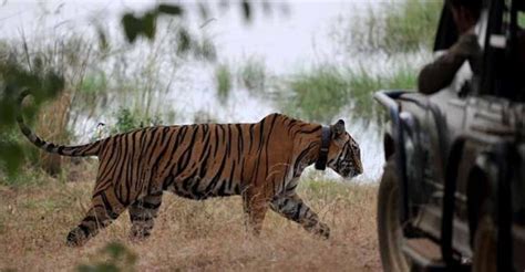 Dholpur-Karauli Tiger Reserve in Rajasthan gets NTCA nod