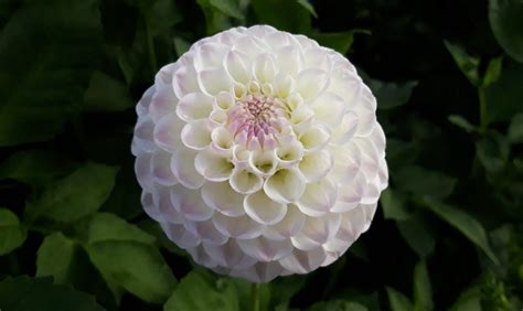 Dahlia Hollyhill Miss White Trial Plant For 2019 At Halls Flickr