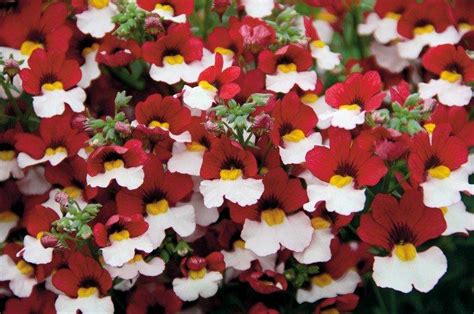 Немезия (50 фото) - виды, посадка и правильный уход